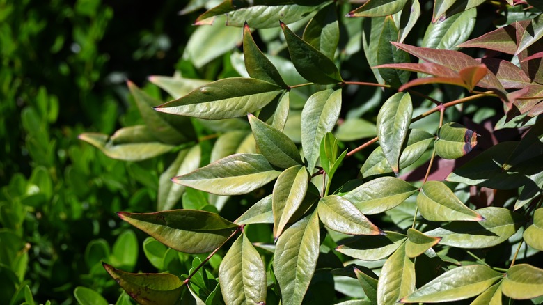 fire power nandina