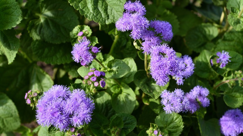 purple ageratum flowers