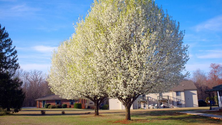 Two Bradford pear trees side by side in full bloom in front of a house