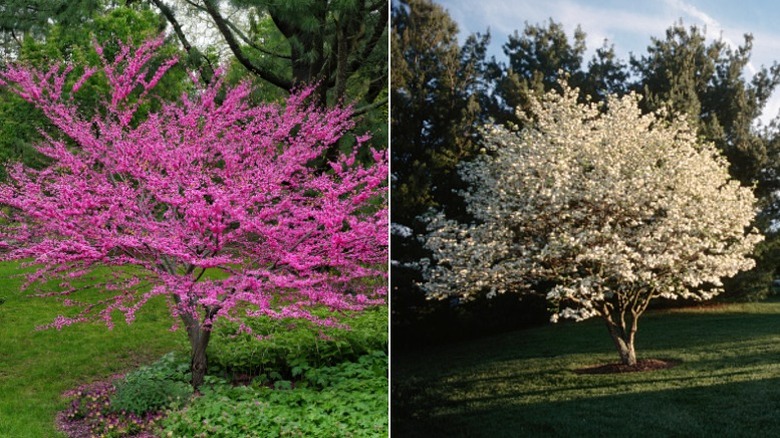 Split image with pink flowering American redbud on the left and white flowering dogwood on the right