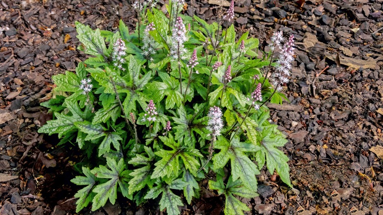 blooming foamflower