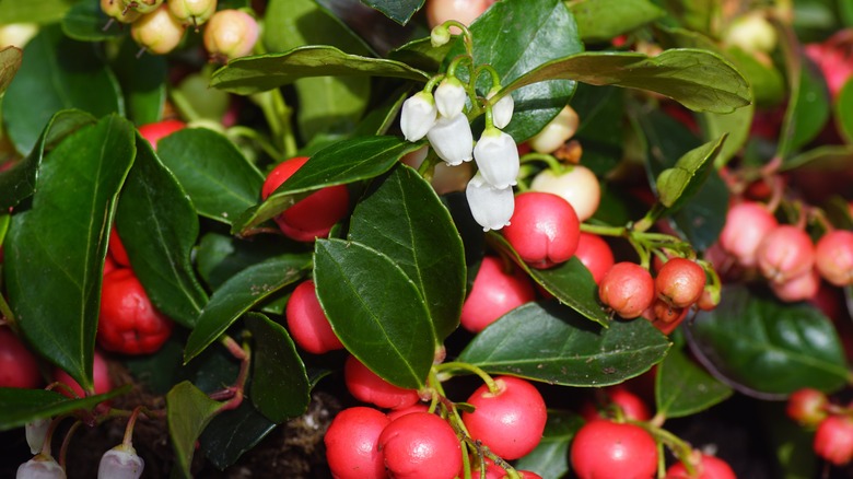 bunchberry flowers and berries