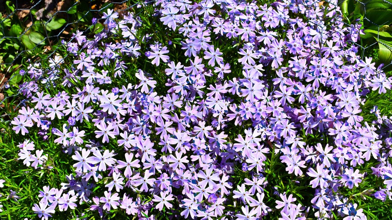 patch of woodland phlox