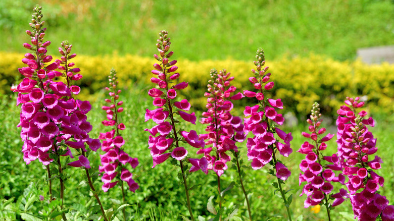 A patch of common foxglove bloom in a garden.