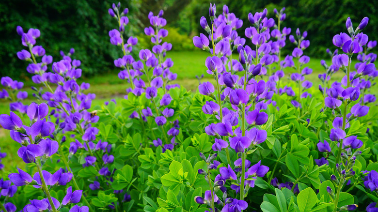 A clump of blue wild indigo blooms in a garden.