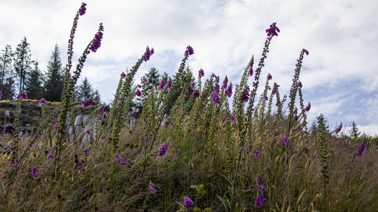 Wild foxgloves colonize a grassy field.