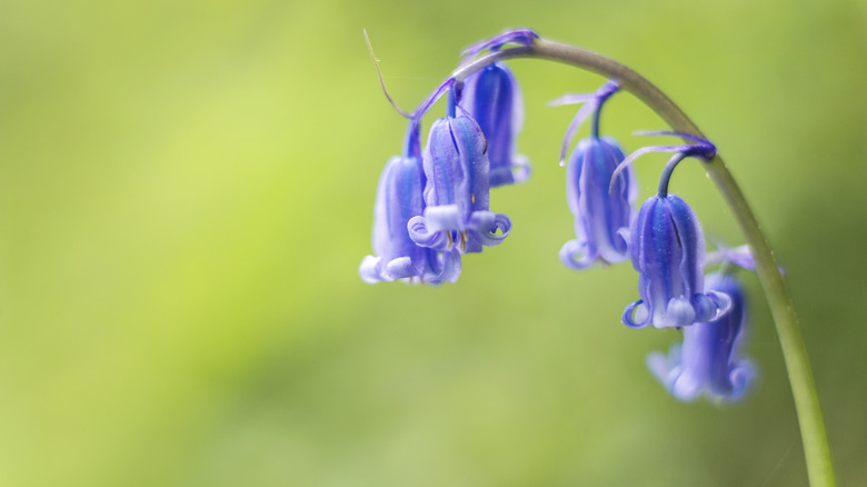 stem of English bluebells