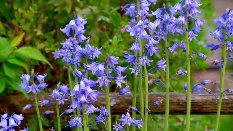 Spanish bluebells in a garden