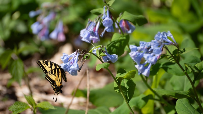 butterfly perches on bluebell