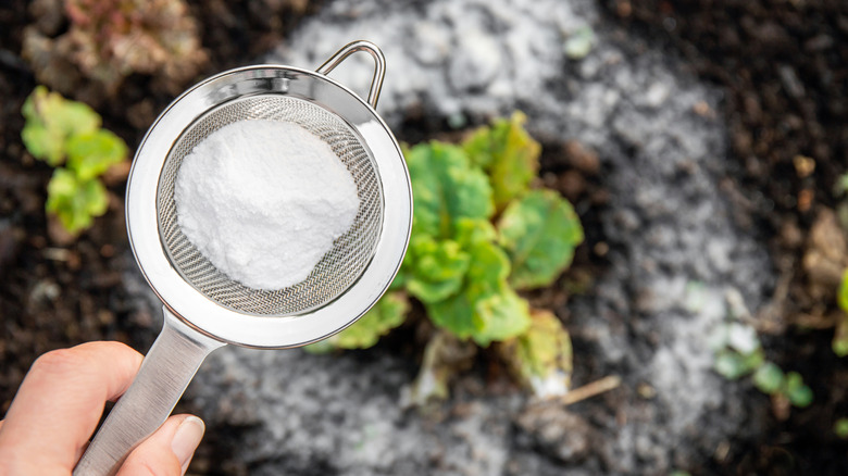 hand sprinkling strainer with baking soda around garden plant