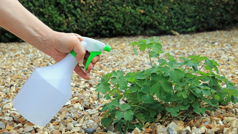 Spray bottle used on weeds