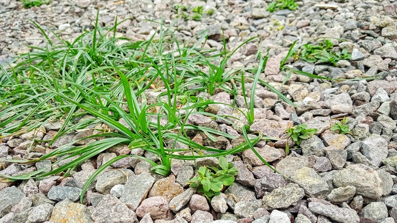 Weeds growing in gravel