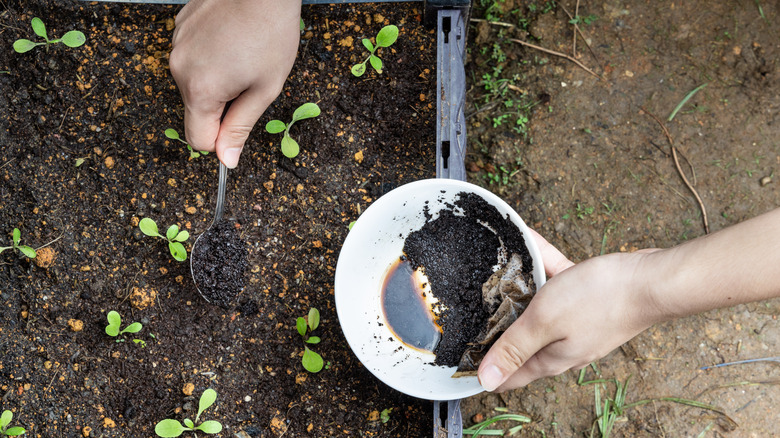 Sprinkling coffee grounds outside