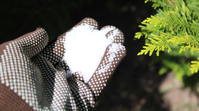 Gloved hand with Epsom salt