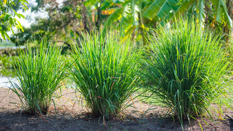 Lemongrass plants