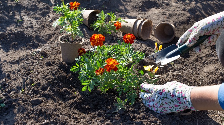 Planting margolds in the garden