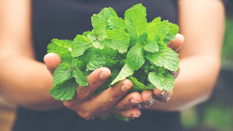 Person holding fresh mint