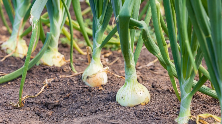 Onions planted in the garden