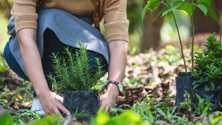 Person planting rosemary in garden