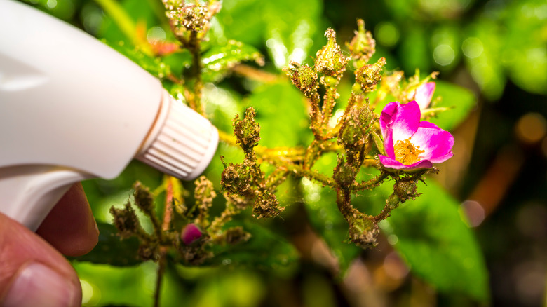 Spraying vinegar on flowers