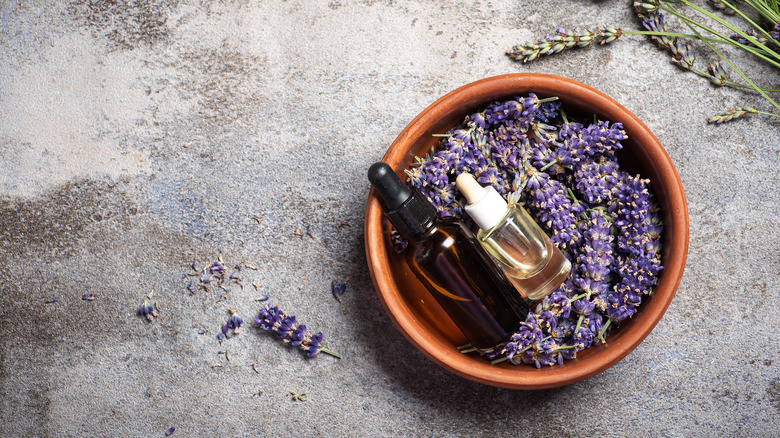 fresh lavender and lavender oil