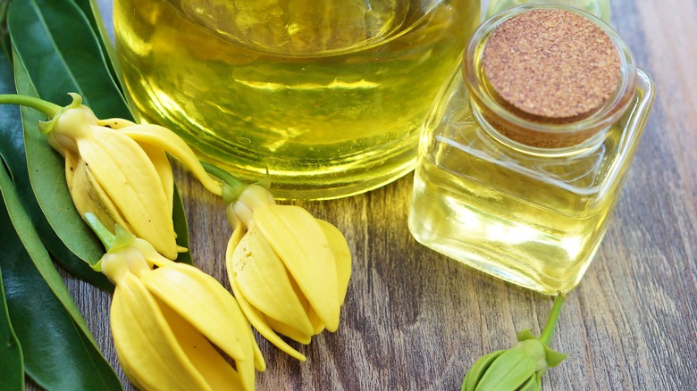 ylang ylang flower and oil