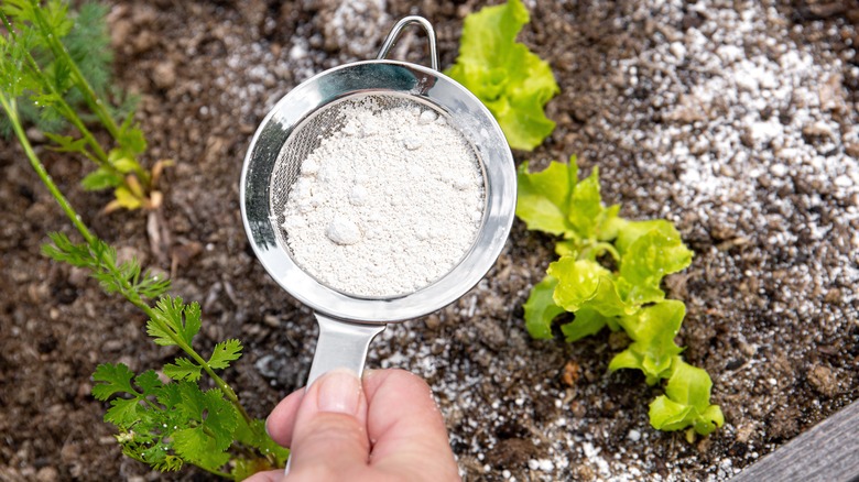 diatomaceous earth for pest control