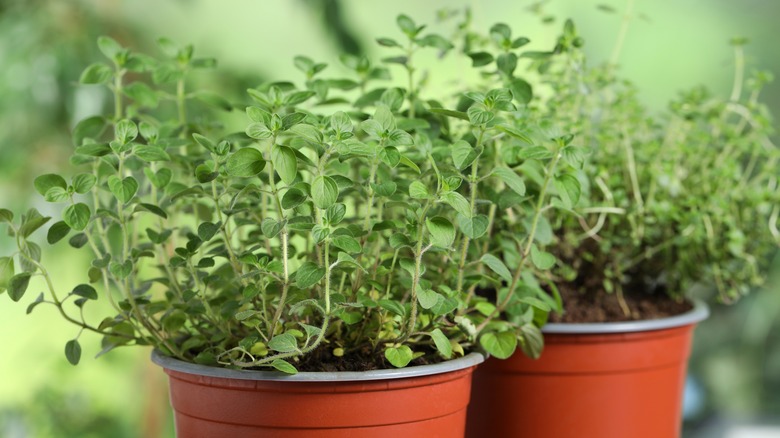 oregano and thyme in plant pots