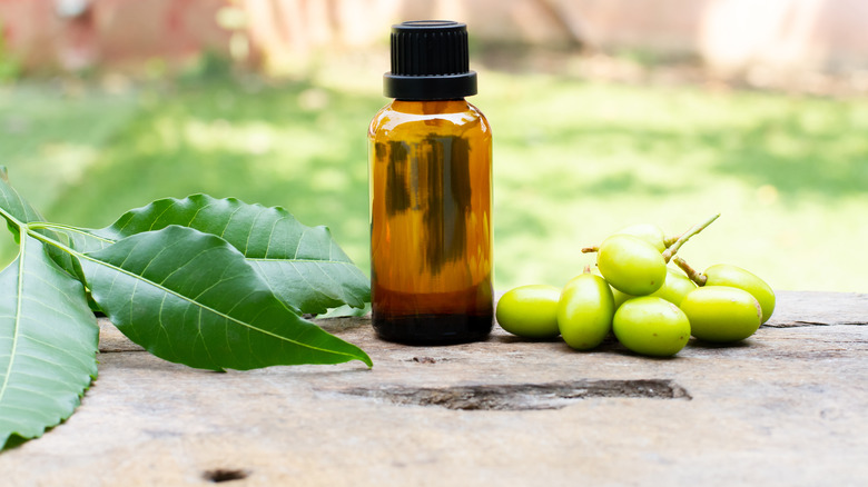 neem oil and neem fruit