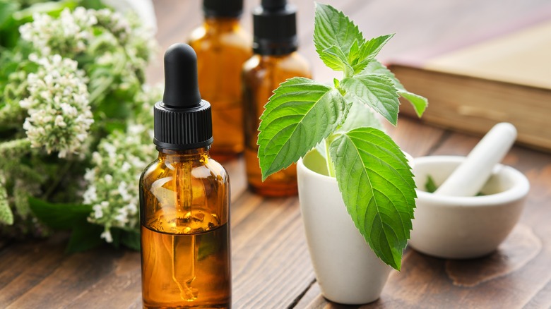 spearmint plant and spearment oil