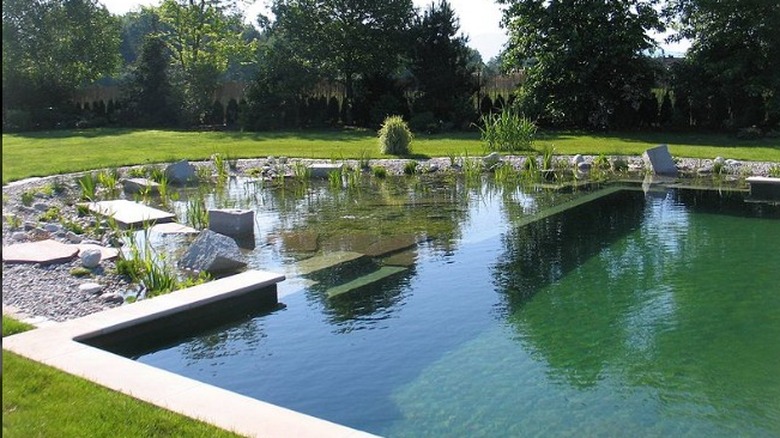 Backyard natural swimming pool