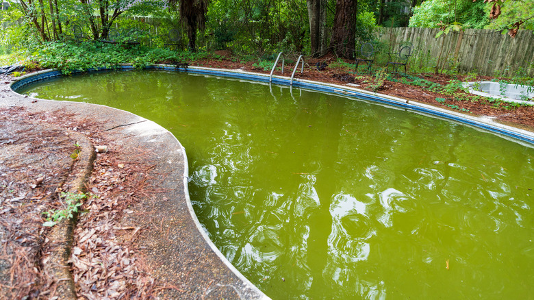 Algae infested natural pool