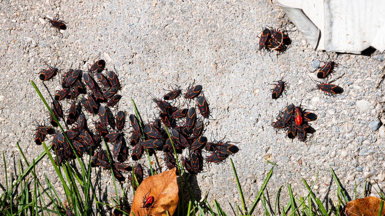 box elder bugs on the foundation of a house