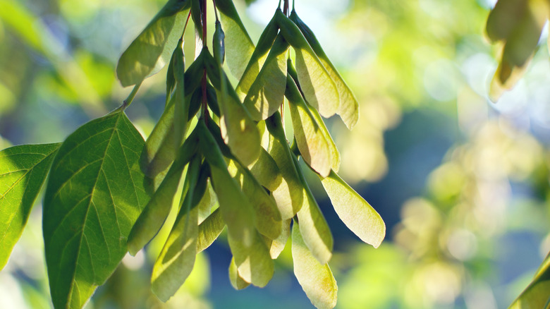 leaves and seeds of a boxelder tree