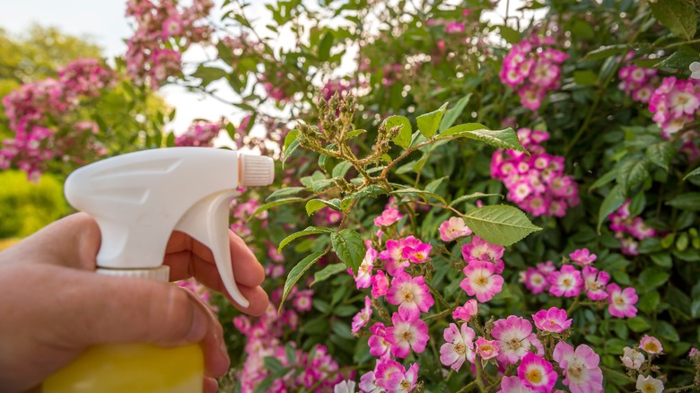 spraying insecticidal soap on plants