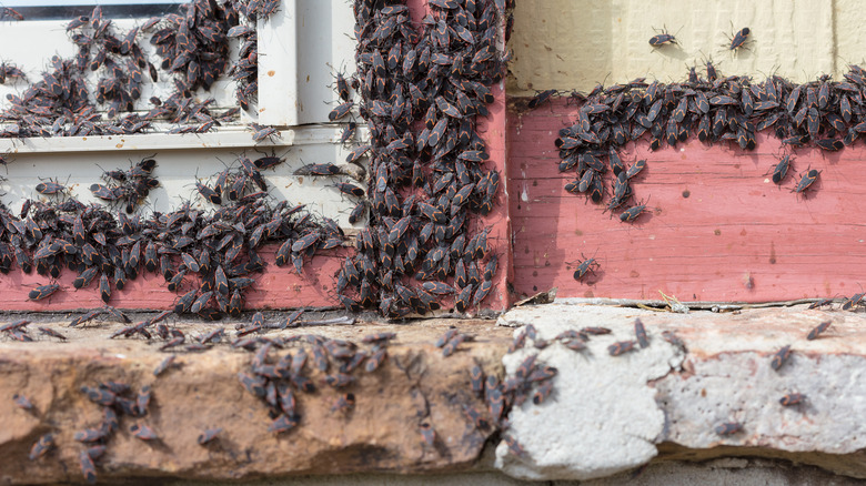 box elder bugs crowded around a window frame