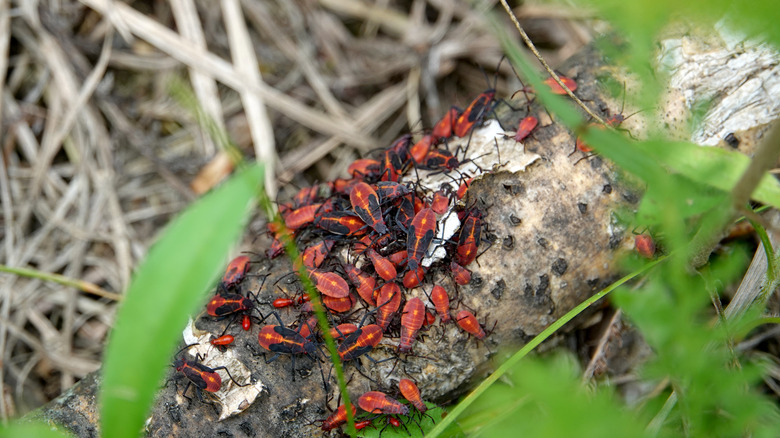 boxelder bugs swarm on a log