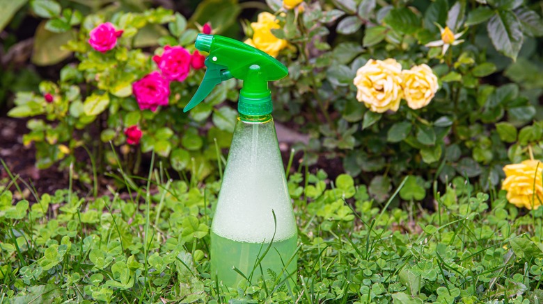 a bottle of homemade soap spray to kill bugs