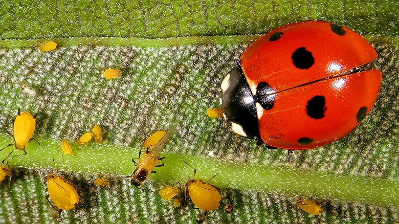 Ladybug and scale insects on leaf