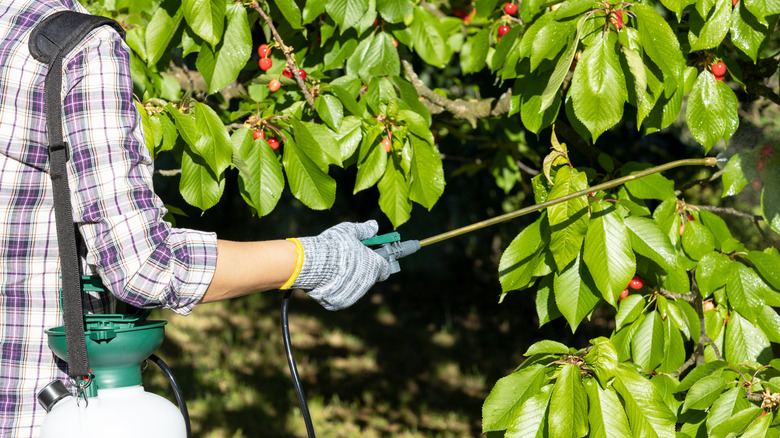 Gardener spraying fruit tree