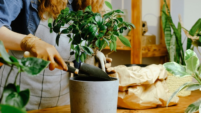 person potting ficus ginseng