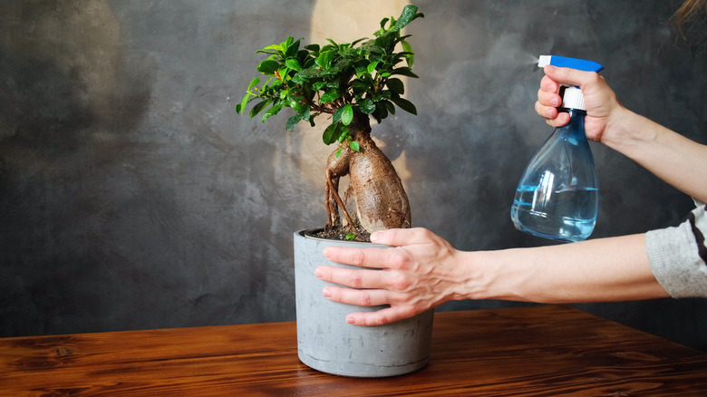 person watering their Ficus Ginseng