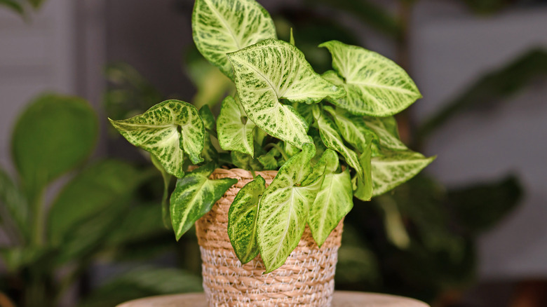 arrowhead plant in rope basket