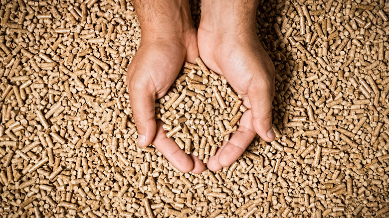 hands holding natural kitty litter