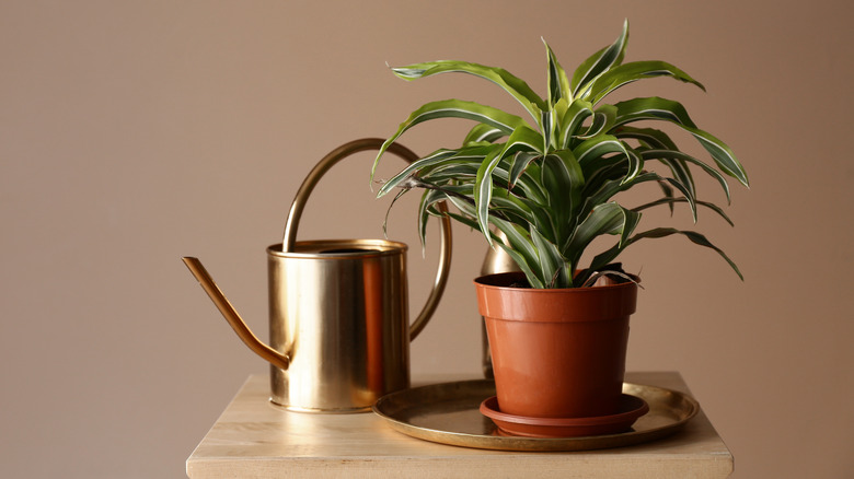 plant pot on tray next to watering can