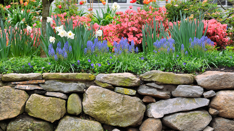 Rock wall by bulb flowers 