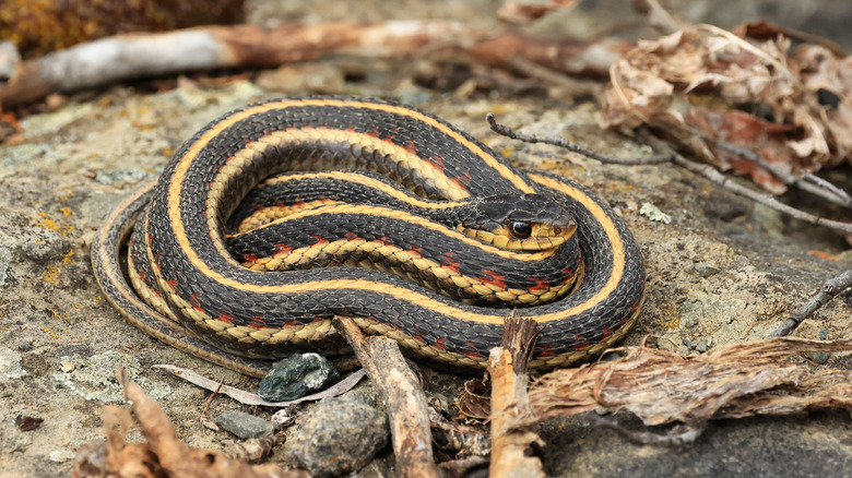 Garter snake on rock