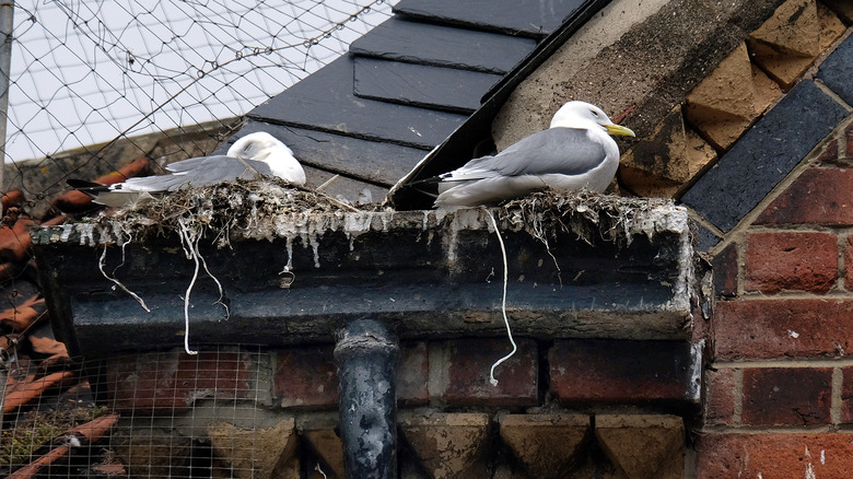 birds nesting in guttering