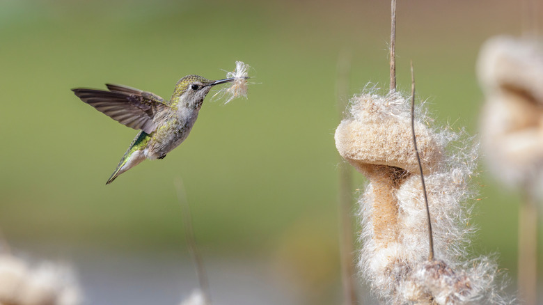 Hummingbird collecting nesting material