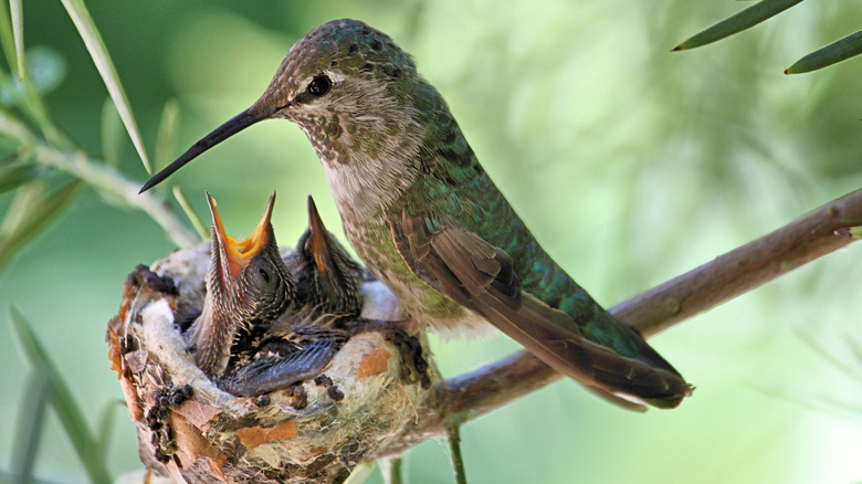 Hummingbird with chicks in nest